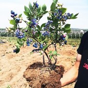 兔眼蓝莓苗北方南方种植果树苗盆栽地栽苗带果带土蓝梅苗