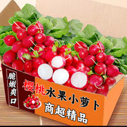 新鲜樱桃萝卜5-9斤迷你小红萝卜水果圆萝卜生吃新鲜蔬菜沙拉食材9