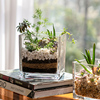 创意水培器皿花瓶摆件，透明玻璃缸花盆，插花水养鲜花绿萝正方形花器