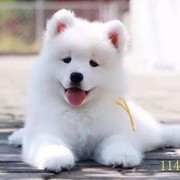 阳泉萨摩耶幼犬纯种萨摩耶犬活体微笑天使萨摩耶小狗雪橇犬哈士奇
