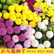 乒乓菊菊花种子花籽球行四季易种活室内外阳台鲜花盆栽种子