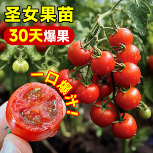 千禧圣女果小番茄苗盆栽矮生西红柿种籽孑南方阳台水果蔬菜种子苗