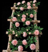 仿真牡丹花藤玫瑰假花藤条管道装饰遮挡藤蔓植物客厅空调管道缠绕
