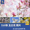 高清jpg素材玉兰花图片粉红白色树，花瓣苞唯美花卉，植物摄影特写照