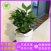 万年青盆栽室内客厅大型盆景植物 吸甲醛 四季常青 盆栽绿植花卉