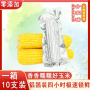 玉米糯玉米新鲜玉米棒，10支真空包装东北黄糯玉米，低脂即食粗粮香甜