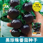 黑珍珠樱桃番茄种子四季黑色西红柿圣女果易种植黑宝石水果型蔬菜