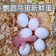 鸟蛋可孵化蛋虎皮鹦鹉蛋，鸟蛋虎皮蛋牡丹，蛋玄凤蛋大头云斑鸟蛋