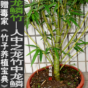 龙鳞竹龟甲竹罗汉珍稀观赏竹盆栽景竹子君苗阳台室内绿植基地