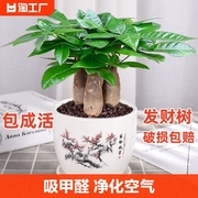 发财树盆栽室内客厅桌面绿植小盆景大发财树苗招财树植物易活好养