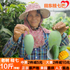 7月上旬 广西田东桂七芒新鲜水果 当季整箱应季10斤芒果