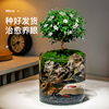 小叶赤楠九里香生态瓶苔藓，创意微景观办公室，桌面盆栽青苔造景绿植