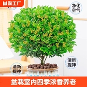 米兰花盆栽花卉植物室内四季开花带花苞好养盆景阳台绿植摆放客厅