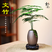 文竹盆栽室内植物桌面茶几好养观赏绿植四季常青装饰禅意小盆景