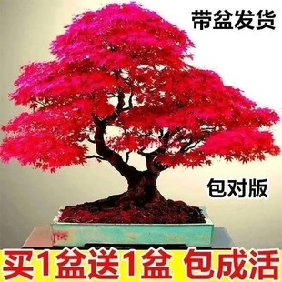 代理1买一发二红枫树苗，盆景耐寒四季种植中国红枫叶室内外盆