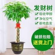 大发财树盆栽客厅绿植，室内大型植物办公室观叶，吸甲醛净化空气乔迁