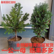 速发红豆杉树苗曼地亚小型盆栽正宗盆景J苗植物室内绿植吸甲醛结