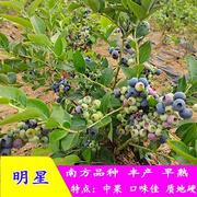 蓝莓苗盆栽蓝莓树苗兔眼蓝莓，果苗南方北方四季种植地栽当年结果树