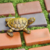 黄缘龟造景砖头龟箱专用红陶土砖安缘饲养种植箱陆龟铺地垫材装饰