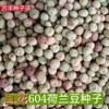 荷兰豆604高产红花种子甜脆菜豌豆种子秋冬季大田菜园蔬菜种子