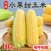 新鲜金黄水果玉米10斤新鲜生吃甜玉米棒子苞谷米现摘糯蔬菜整