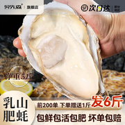 乳山生蚝鲜活新鲜特大牡蛎，肉海蛎子5斤带箱海鲜水产商用