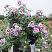 灌木品种月季花多季浓香，玫瑰灌木月季蔷薇，庭院阳台蓝暴果汁花