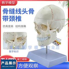 高档头骨仿真人体头颅骨模型人体头骨模型附颈椎模型头骨解剖模型