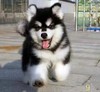 白山阿拉斯加幼犬纯种阿拉斯加犬活体黑红色，灰桃阿拉斯加雪橇犬宠