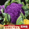 紫花椰菜种子有机菜花西蓝花种籽春秋，四季播高产大田阳台蔬菜种孑