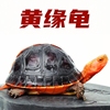 黄缘龟乌龟活物幼龟安缘龟台缘龟网红宠物小乌龟海南金钱龟小青龟