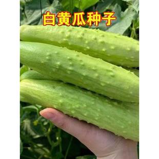 种子蔬黄瓜白三叶特色菜种子，有机蔬菜水果种子，阳台蔬菜瓜果种子