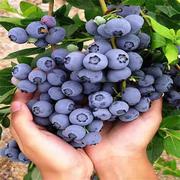 盆栽蓝莓树苗地栽带果花苞南北方庭院种植树果苗室内外果树蓝莓苗