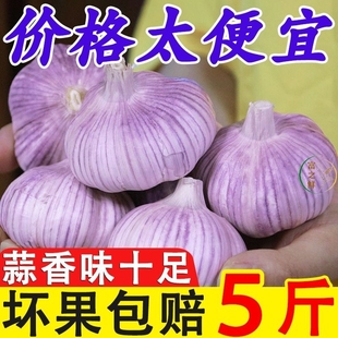山东金乡紫皮大蒜头干蒜5斤2023新鲜祘头籽，10斤农家蒜子3斤