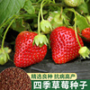 德沃多草莓种籽子四季结果，室内盆栽外阳台蔬菜水果植物花种子花籽
