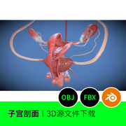 子宫卵巢医学剖面器官解剖3D三维模型素材文件下载blender建模75
