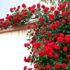 爬藤蔷薇花种子玫瑰花种子四季室内盆栽，易种花卉庭院阳台月季花籽