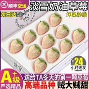 空运 淡雪草莓新鲜水果奶油草莓白草莓超大章姬公主高端礼盒5