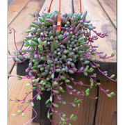 多肉植物吊兰紫佛珠花卉盆栽绿植珍珠吊篮佛珠吊兰