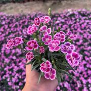 欧石竹花苗初吻石竹多年生四季开花草坪盆栽庭院耐寒耐旱宿根粉贝
