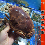 鲜活面包蟹进口野生海鲜水产珍宝蟹帝王蟹红膏蟹梭子蟹2斤/1只