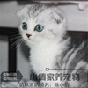 出售美短猫咪活体纯种，美短猫加白美短加白起司猫折耳猫银虎斑q