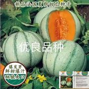 甜瓜种子法国夏朗德香瓜籽种进口高产水果种子阳台盆栽四季播