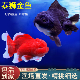 泰狮金鱼冷水鱼淡水鱼鎏，金兰寿红狮金鱼观赏鱼，红色黑色好养耐活鱼