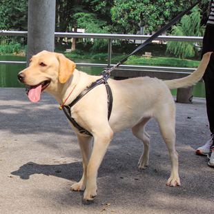 狗用品大型犬牵引绳胸，背带调节背心式专用加粗防脱宠物牛皮遛狗绳