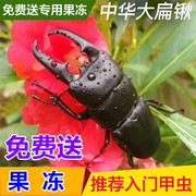 2021年新手入门甲虫昆虫宠物中华大扁锹甲成虫活体独角仙包活