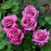 冥王星月季花大苗阳台微月暗紫色浓香四季开花卉玫瑰花盆栽绿植物