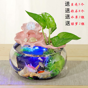水培植物绿萝花盆玻璃瓶透明玻璃花瓶容器圆球形鱼缸水养流水器皿