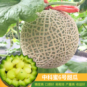 中科蜜6号甜瓜种子超甜特大网纹哈密瓜高产春四季 南方北方水果籽