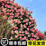 蔷薇花苗藤本月季大花浓香，庭院爬藤植物花卉，四季开花盆栽阳台玫瑰